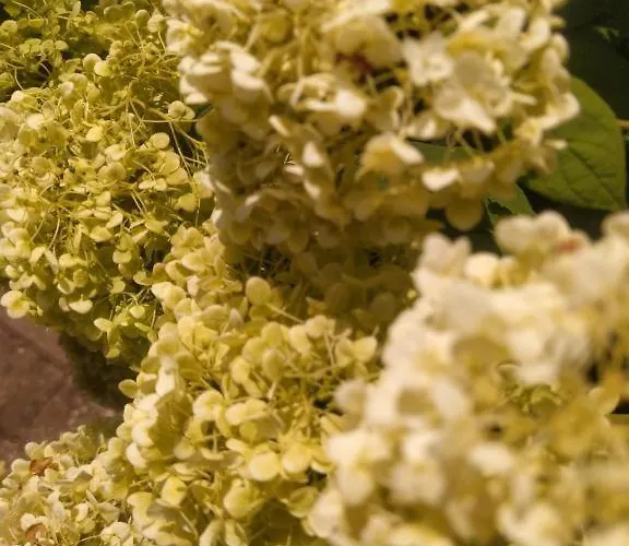 شقة Bibor-lak Oekoszallashely بانونهالما